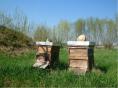 Die-selbst-gebauten-Bienenkaesten.jpg